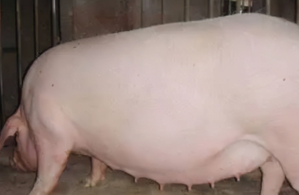 母猪到了预产期还不产子十多天了,母猪预产期过了