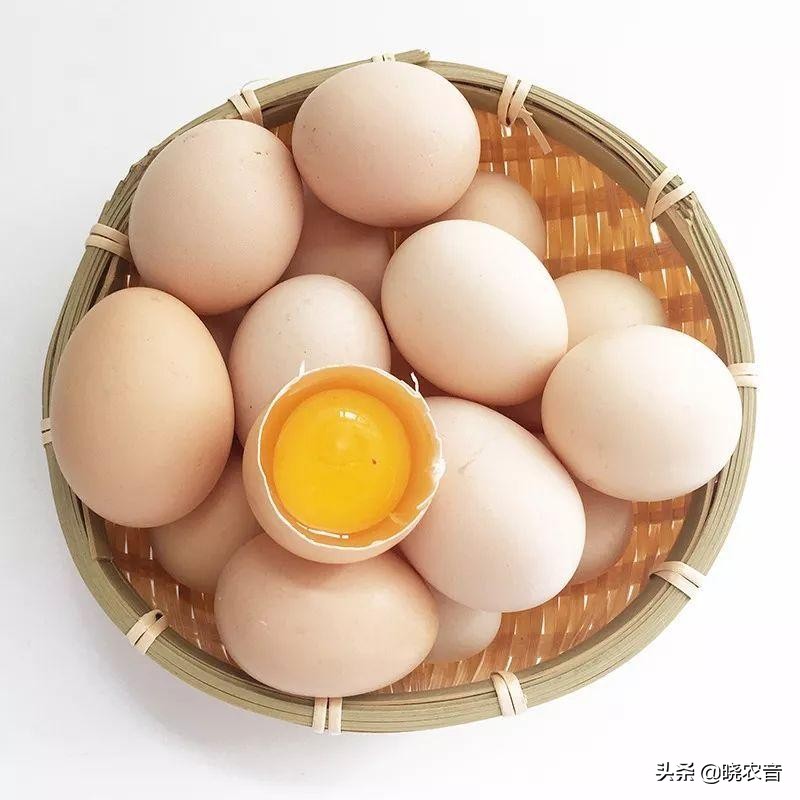 蛋鸡什么品种最好,蛋鸡选什么品种