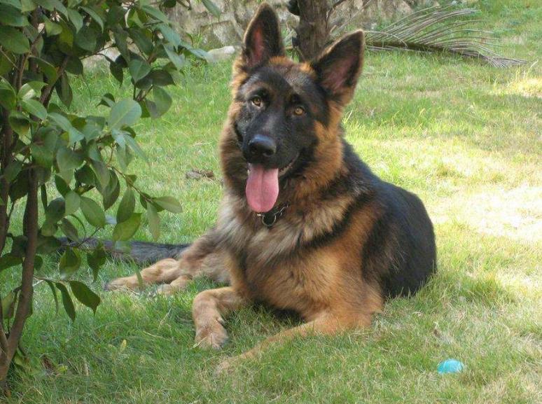 德国牧羊犬禁养又想养怎么办,德国牧羊犬深圳禁养犬名单