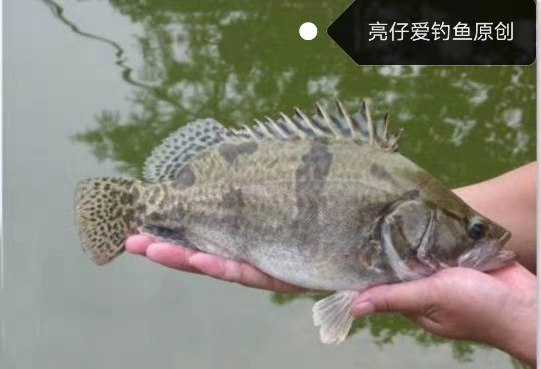 背上带毒刺的鱼,背上刺有毒的鱼