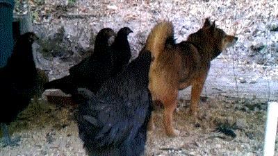 搞笑沙雕图动图,2019沙雕动图合集