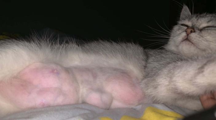 猫咪得了乳腺瘤怎么办,猫咪肿瘤要怎么治疗