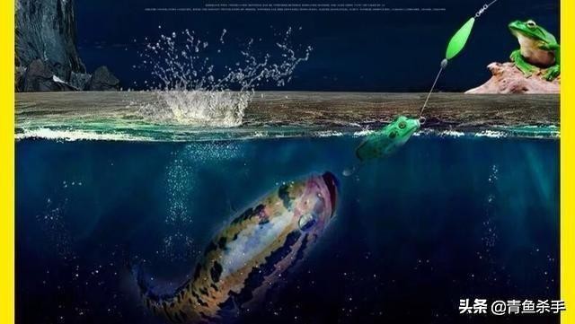 雷强钓黑鱼技巧教学视频,雷强钓黑鱼用什么饵