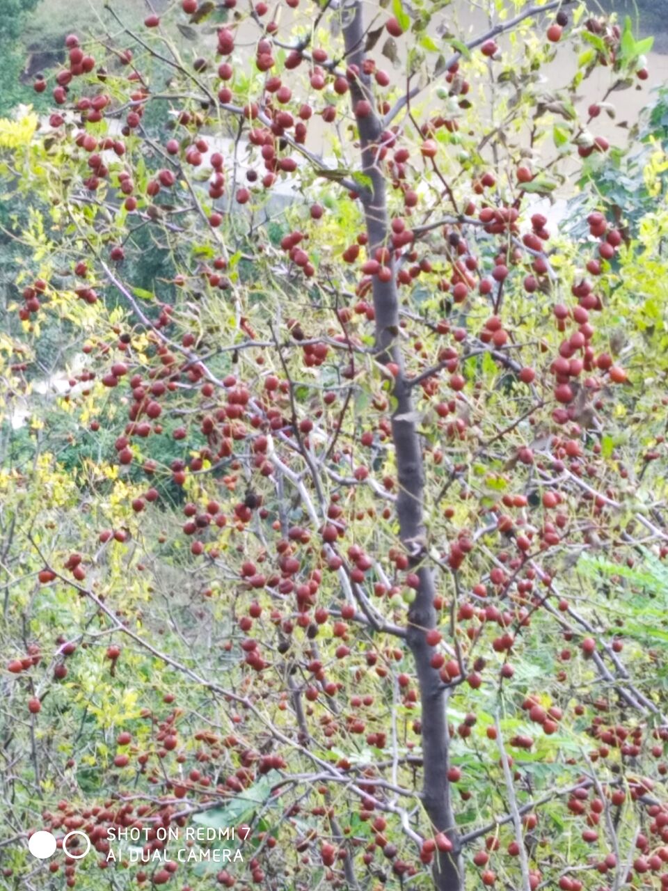 枣疯病的预防与治疗
