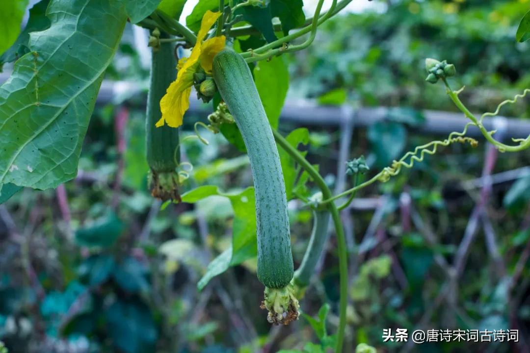 田园诗意菜园,诗意菜园名字大全