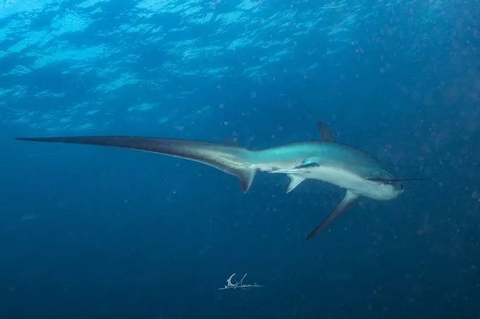 菲律宾性价比岛屿推荐,菲律宾性价比高的岛