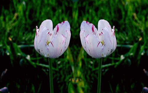 浇水多会不会长虫,生活小妙招怎么浇水才不会长虫