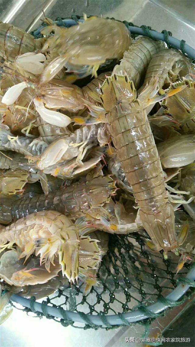 天津滨海新区吃海鲜渔村,天津滨海吃皮皮虾