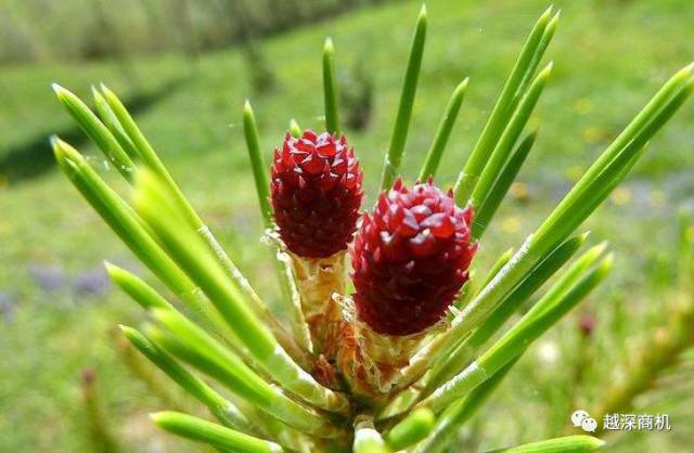 中国各大城市市花介绍,全国56市市花太美了的视频