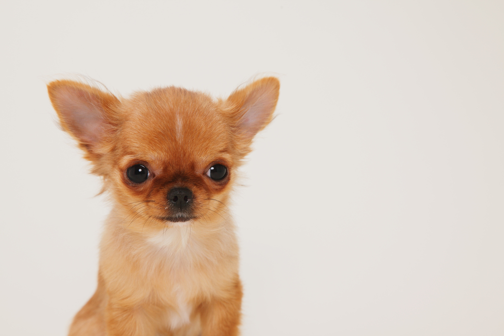 犬瘟热沾染人身上多久,犬瘟热一定要用干扰素吗