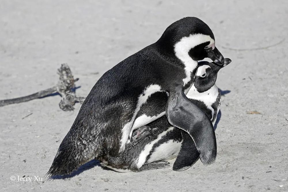 情人节,就该和爱的人*爱做**做的事