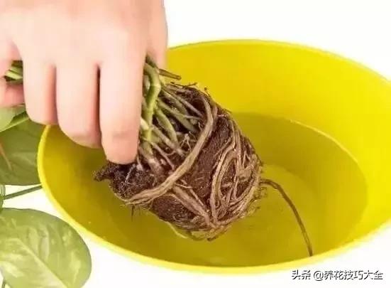 水养绿萝怎么操作成土养,土养的绿萝怎么改成水养