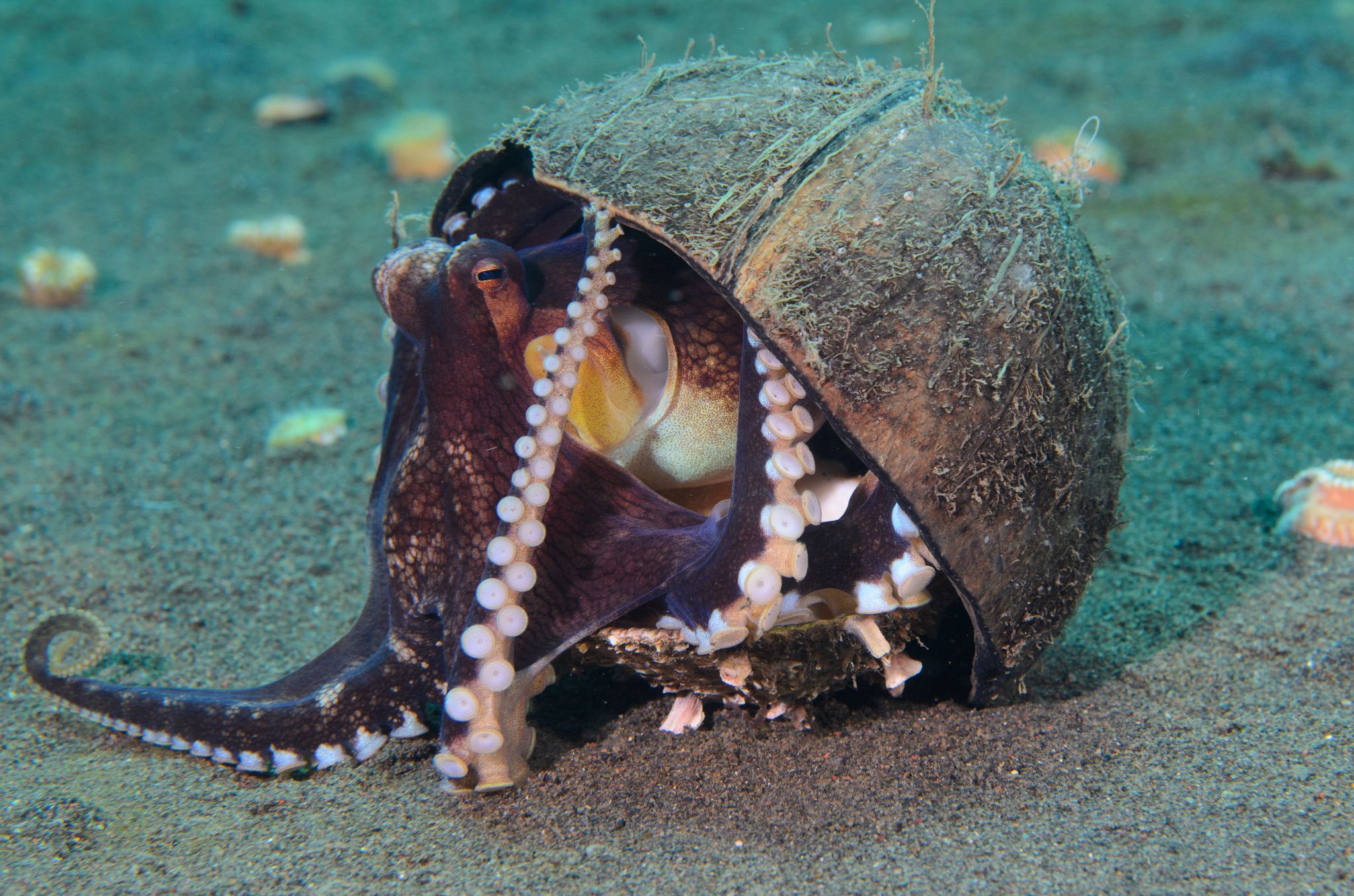 章鱼突破基因锁智商能来到多少,章鱼为什么要进化出基因锁