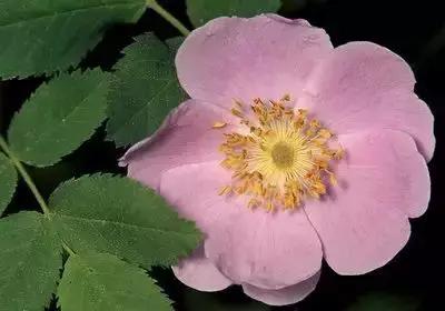 拍摄花的花语,100种摄影基础美学