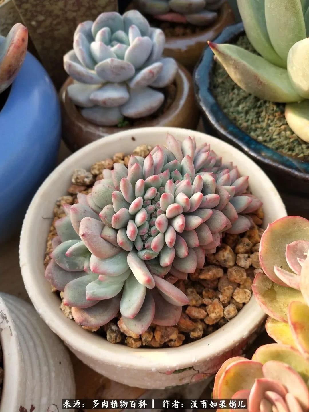 明人不说暗话，我为多肉而来！