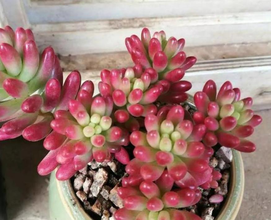 多肉叶子晒软皱了怎么办,多肉叶子皱了怎么恢复