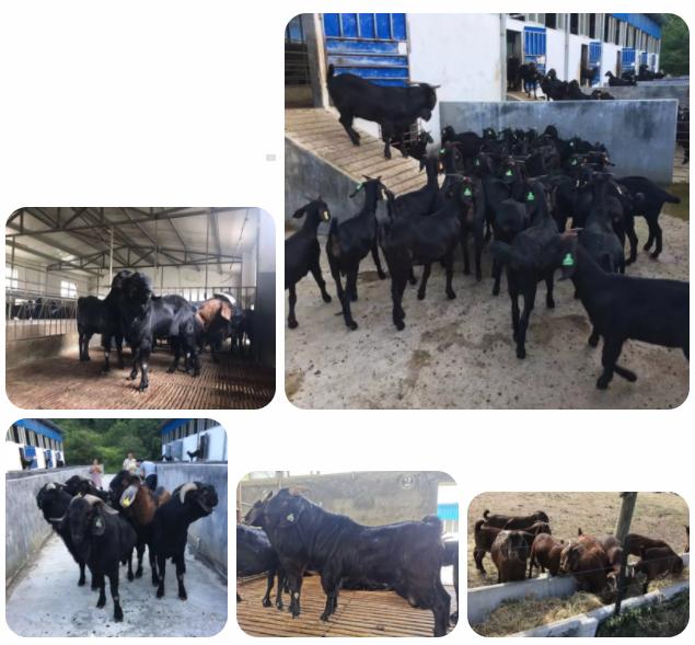 澳洲“飞来”930多只种羊空降银川