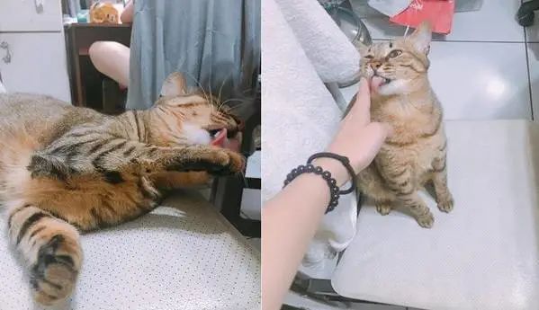 被猫咪调戏怎么办,猫咪被阿姨骚扰