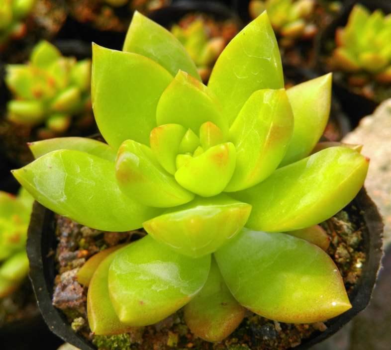 盆景多肉里有白色虫子,多肉燕子掌长白色虫子