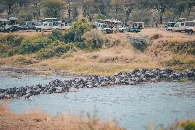 坦桑尼亚之旅,坦桑尼亚东非草原