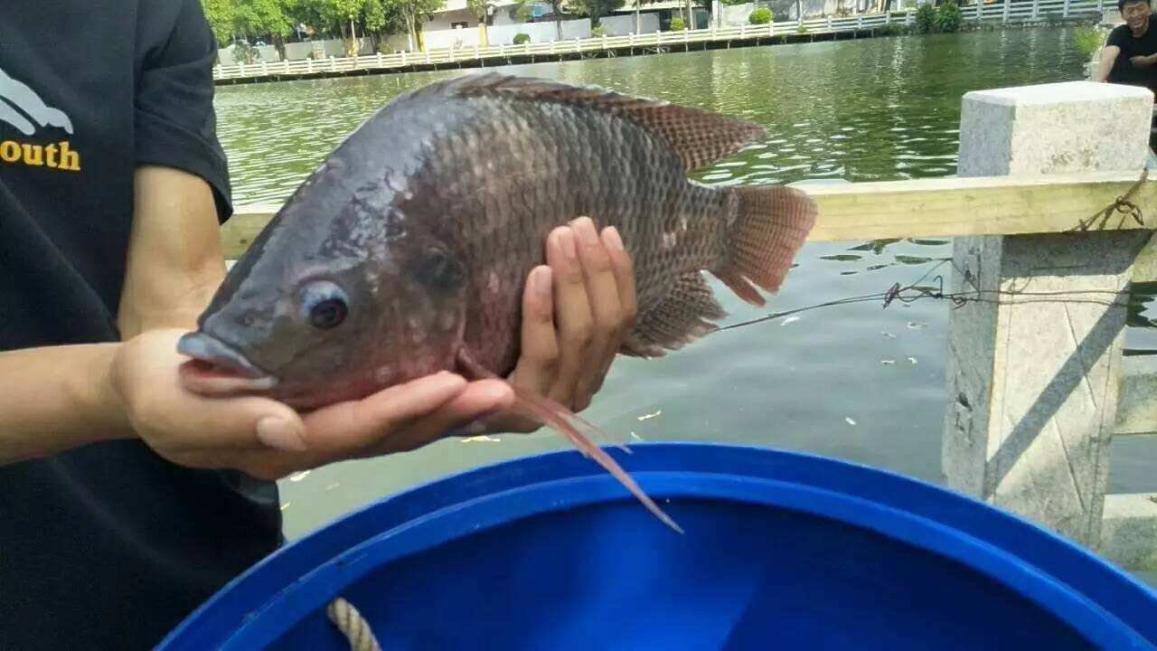 罗非鱼的正确钓法,太阳鱼和罗非鱼生活习性区别