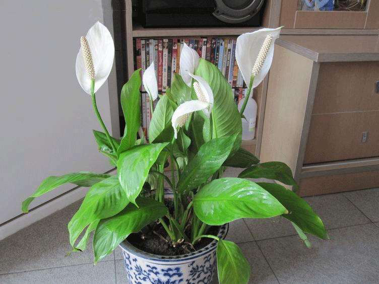 白掌叶面油绿,水培白掌叶子发黄不油绿