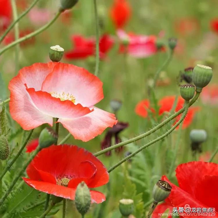 长汀一日游的视频,长汀自驾游攻略一日游