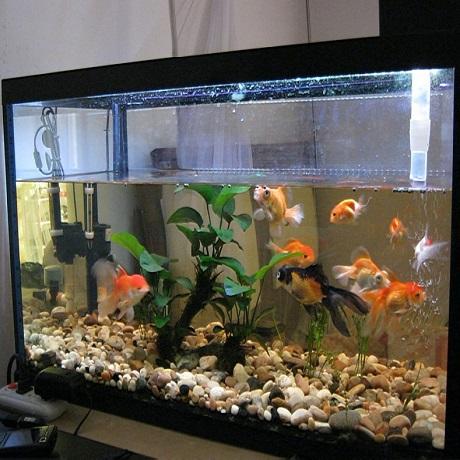 咋样挑选一个合适的鱼缸,如何选择适合自己的鱼缸