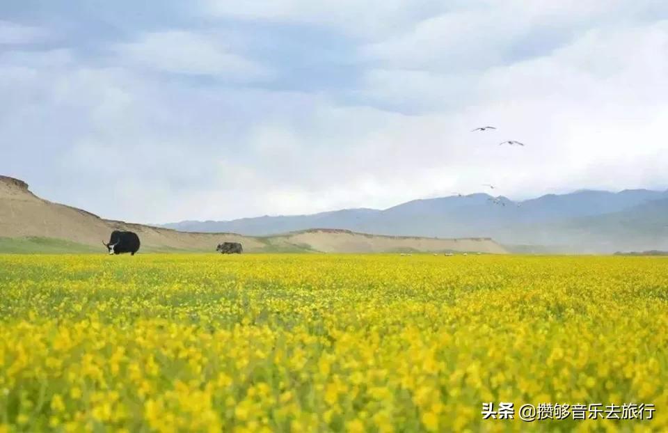 7月能去若尔盖,花湖若尔盖七月天气