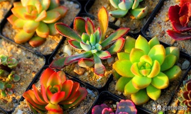 看看多肉萌新“水贴吧”的专业“10句黑话”，时常唬住“*江老**湖”