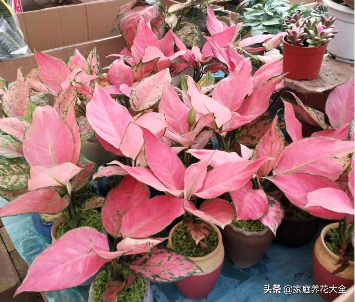 花叶红叶万年青,红叶万年青有什么品种