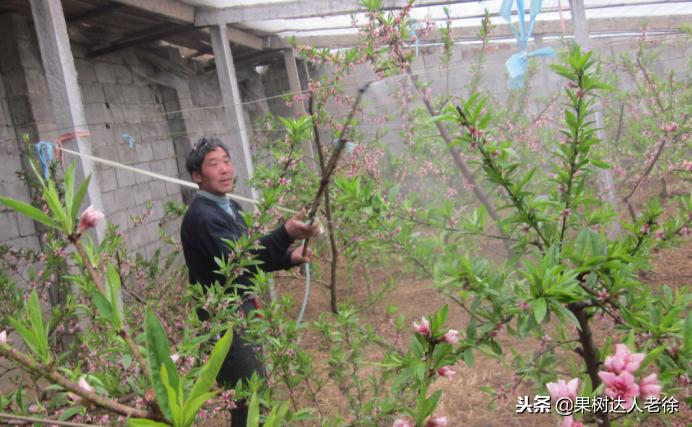 桃树开春管理视频,大棚桃花期用什么药