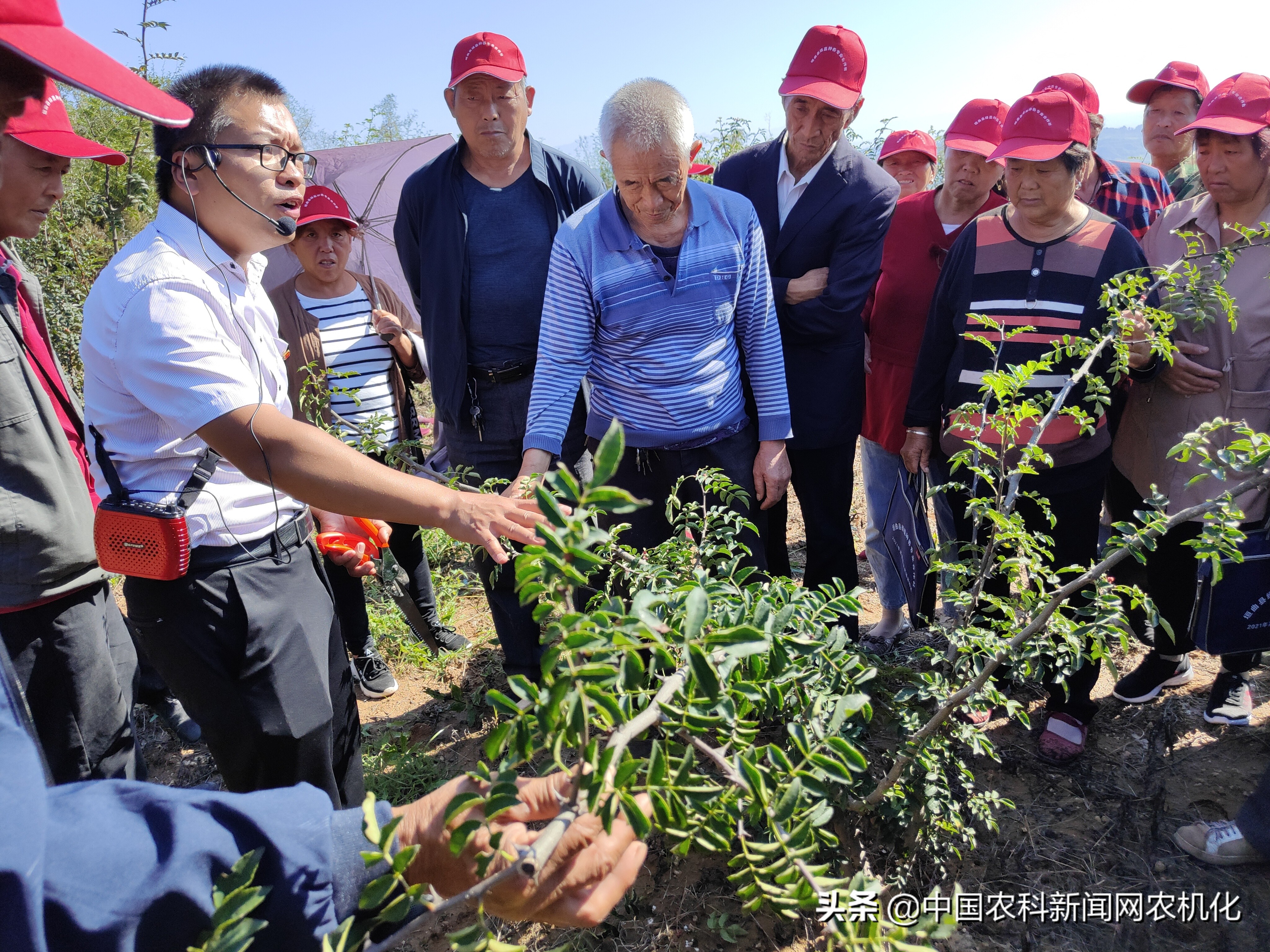 种植花椒的技术研究,致富经花椒种植新技术