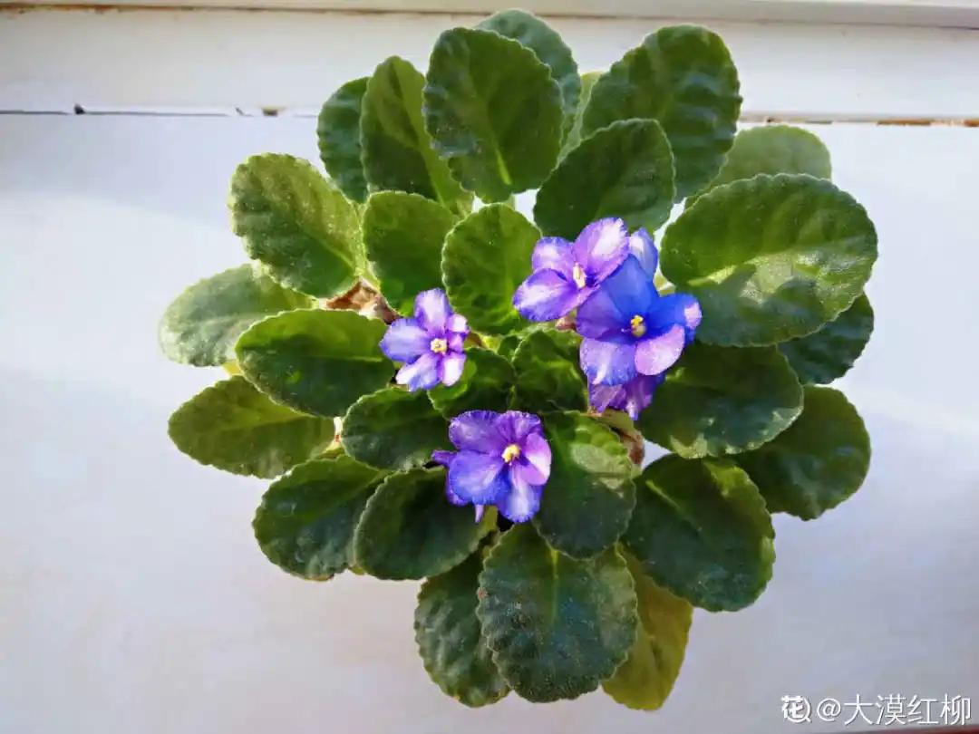 扦插花的养殖方法和技巧,养花扦插有妙招多肉