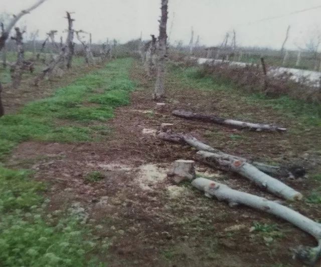 苹果树老园改造方案,老苹果树怎样改造视频