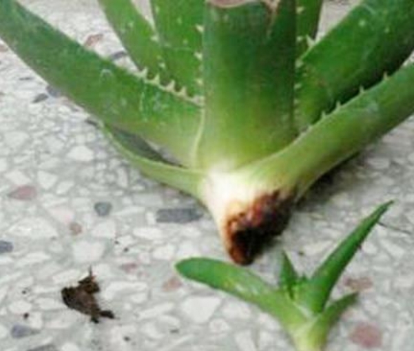 芦荟怎么养才能养得更好,芦荟在阴坡养还是在阳坡养好