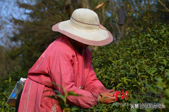 信阳市浉河区天云山茶叶有限公司,信阳市浉河区碧源茶叶
