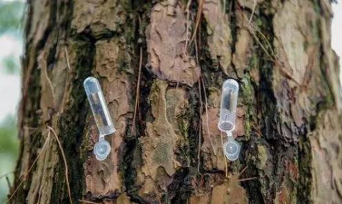 怎样防治天牛病,生物防治天牛方法