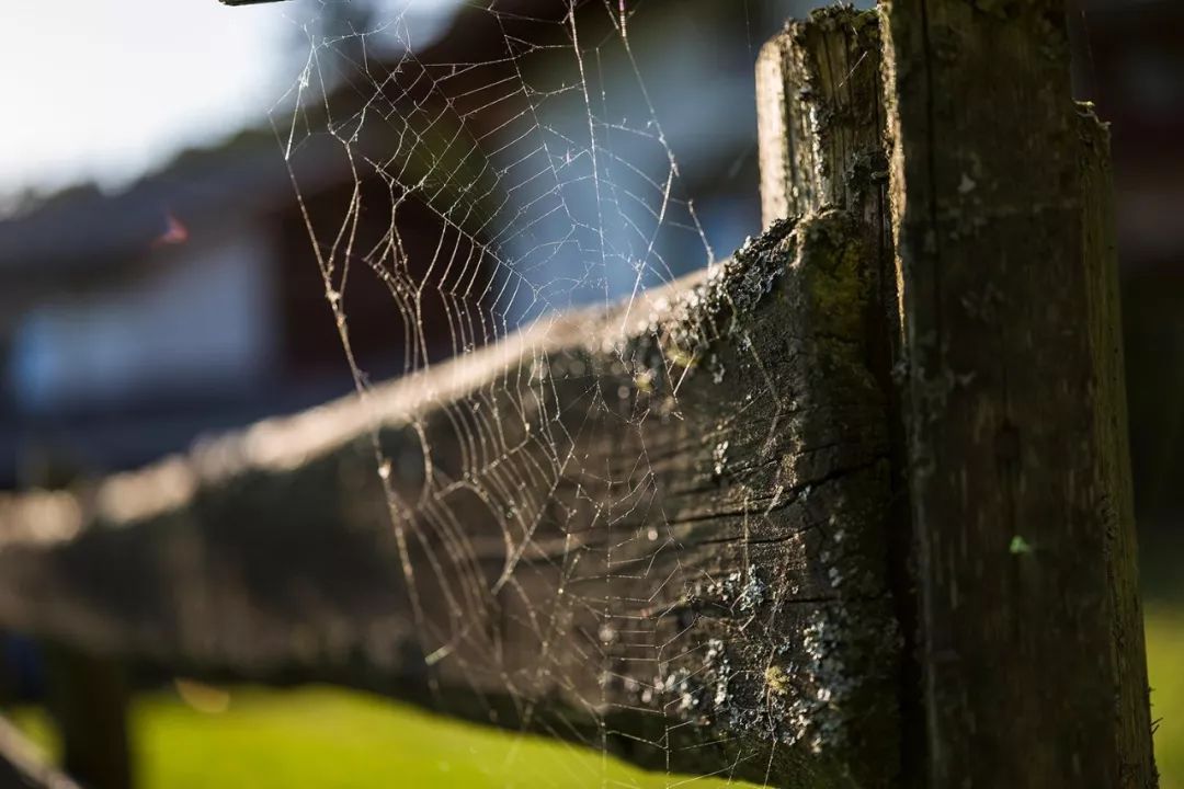 徕卡50f2aa,徕卡sl50aa试拍