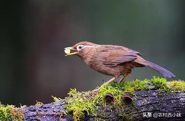 养鸟十大经验语录,养鸟十大必背口诀