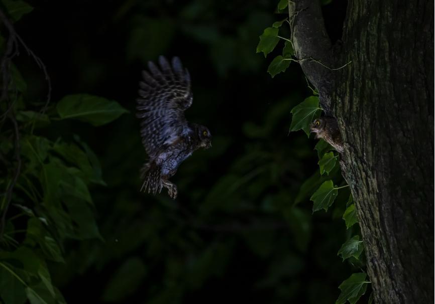 佳能拍鸟最佳镜头,佳能r5有鸟眼跟踪对焦吗