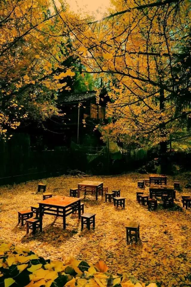 庭院栽树的讲究和忌讳,庭院种哪些树对庭院风水有利