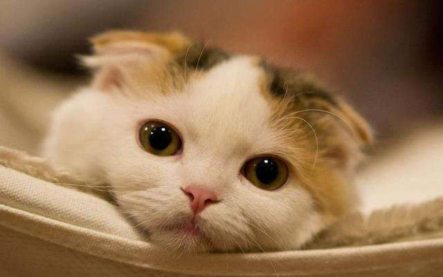 猫咪临终前一般要出现的四种情况,猫咪死前的症状都会有哪些