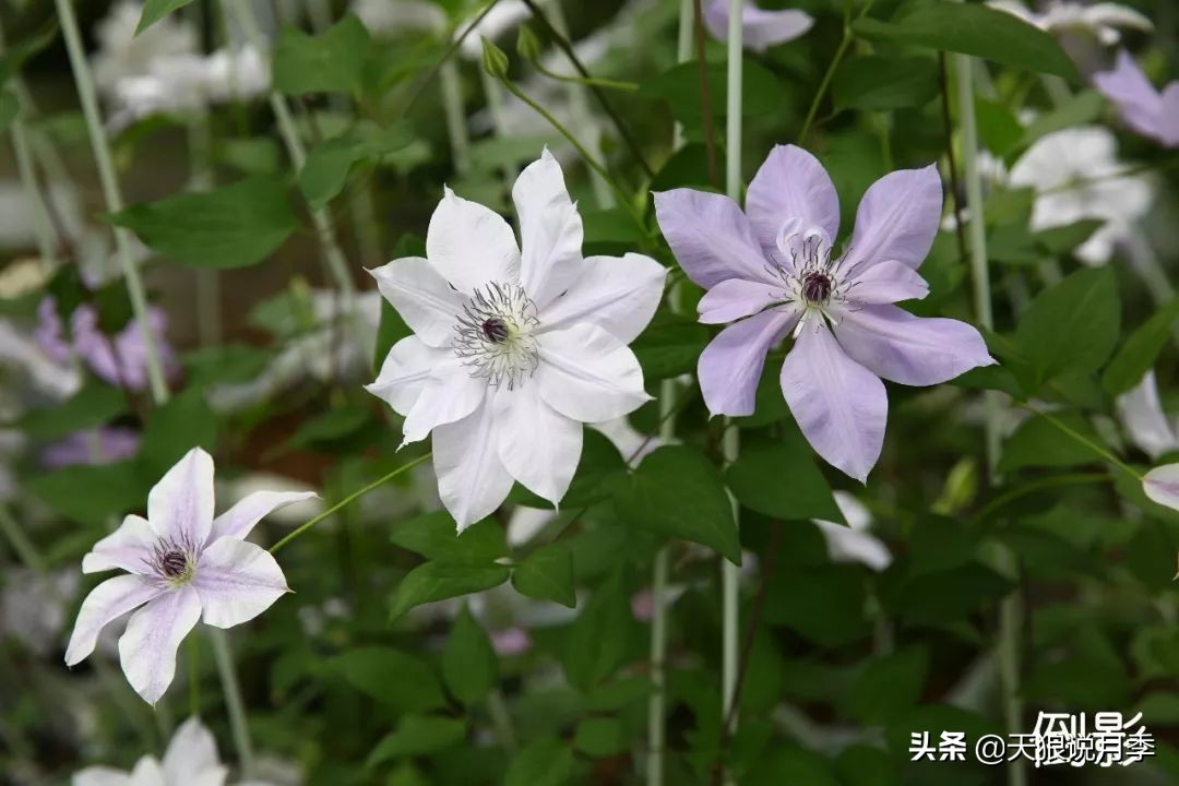 10元3棵铁线莲苗多色,铁线莲苗圃视频