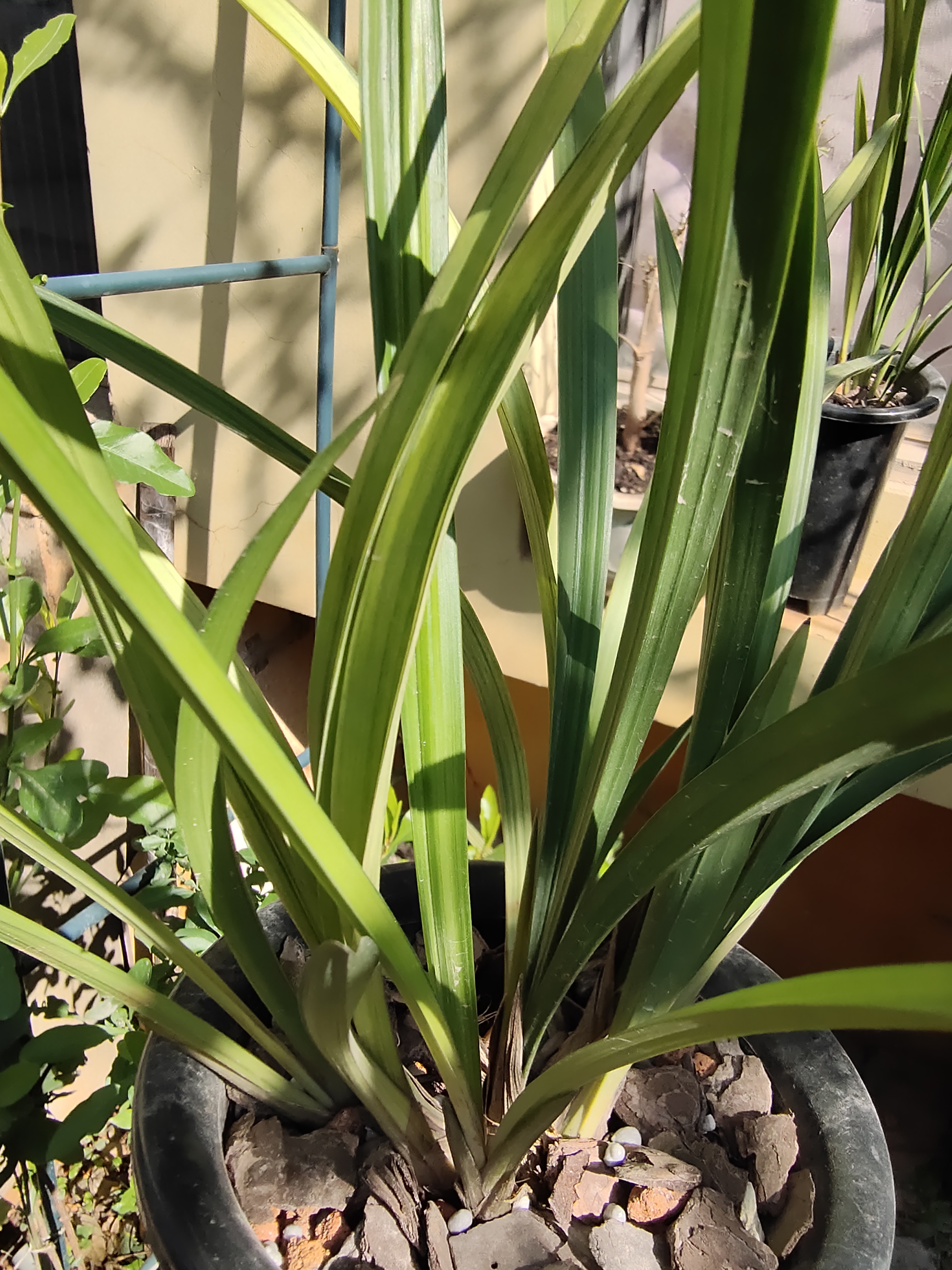 兰花好不好，五个特征“有目共睹”，若你的苗符合，值得炫耀