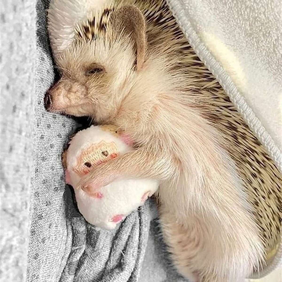 25张宠物刺猬生活的照片,从园艺到腹部按摩