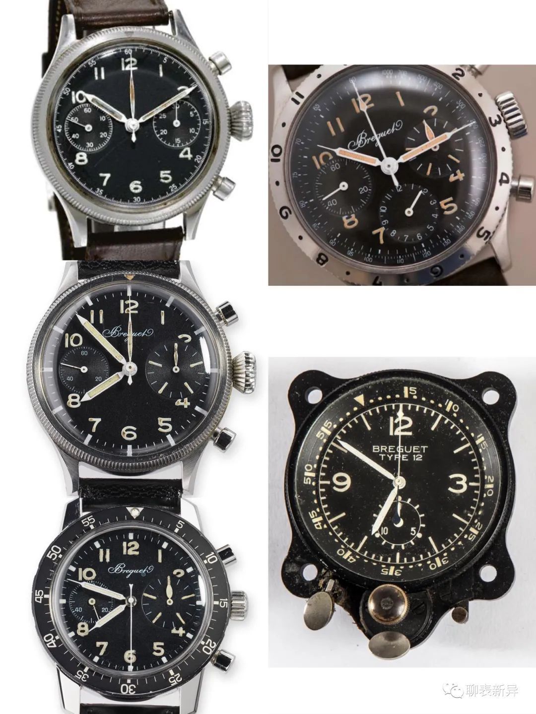 百里鸽是什么鸽,百里鸽是什么鸽图片