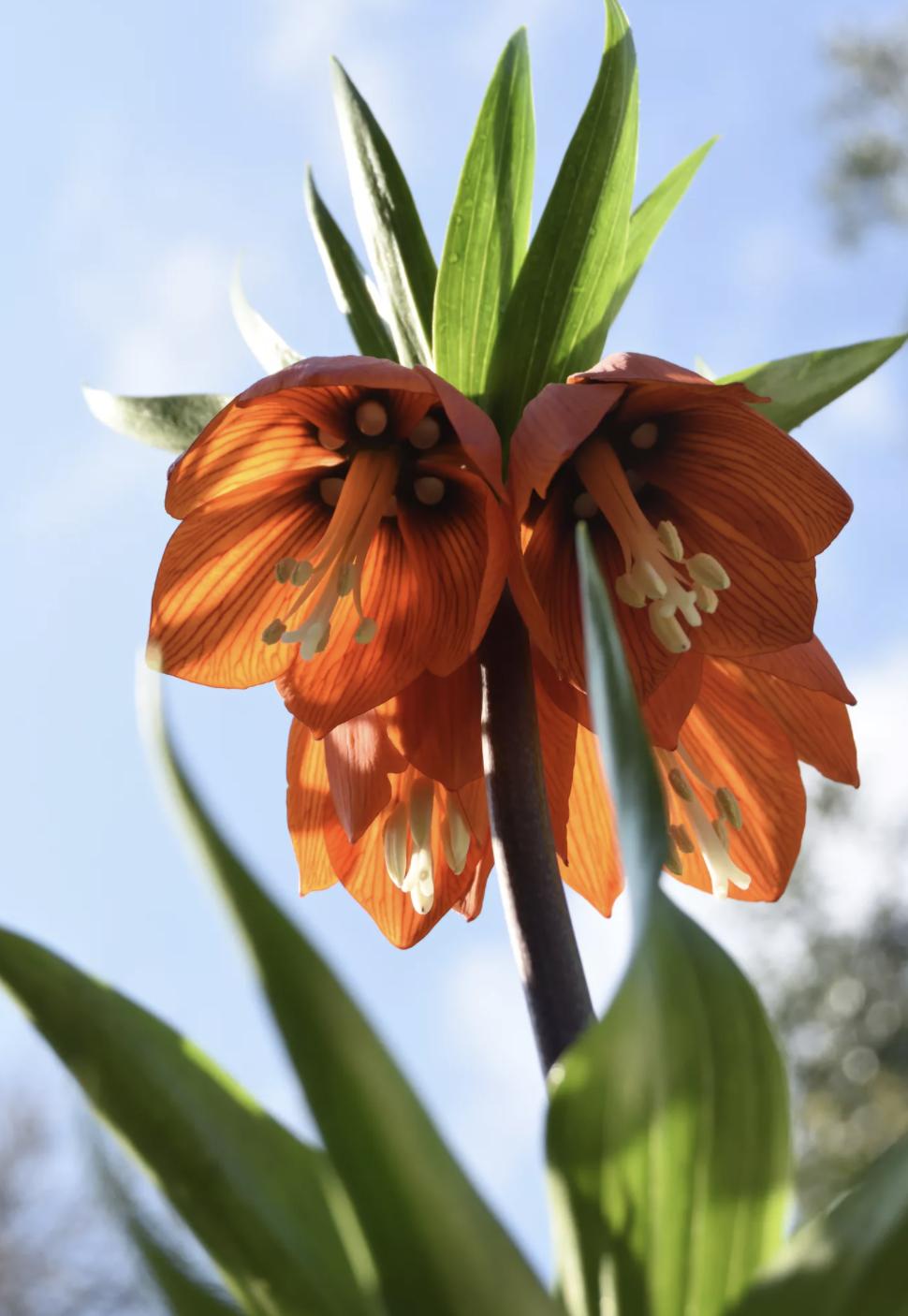 充满活力阳光的花,20种需要阳光的花