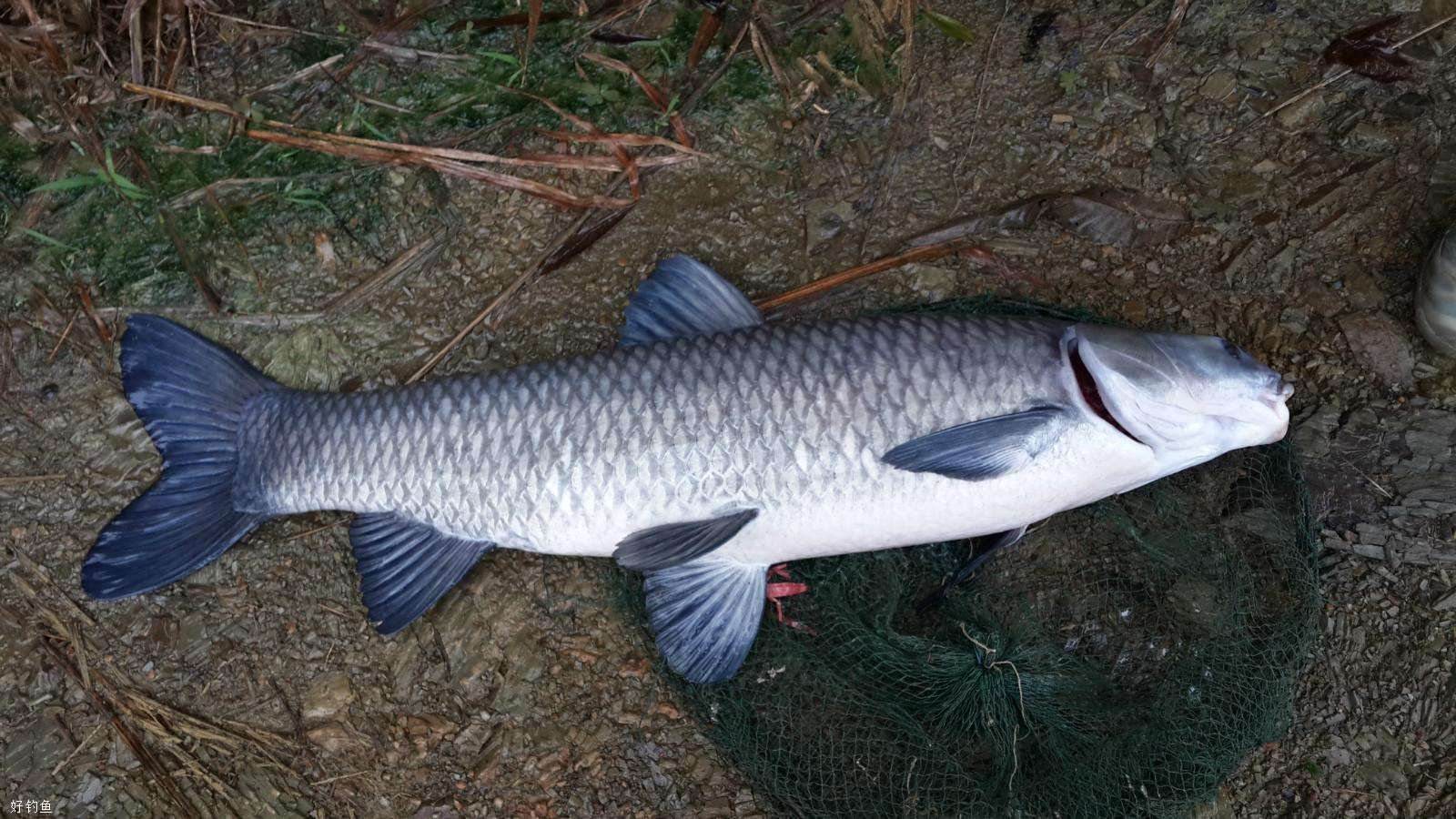 水库钓青鱼手竿线组,5.4手竿钓青鱼怎么调漂