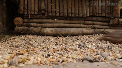 木棍怎么挖出泳池,一根棍子挖出一个游泳池